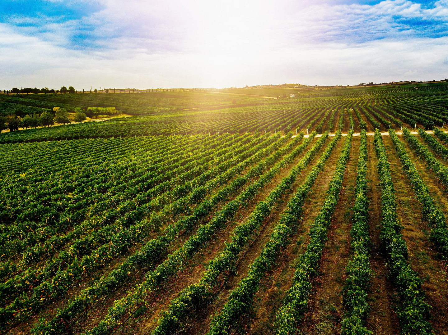 Aerial view of beautiful Vineyard landscape in Greece.