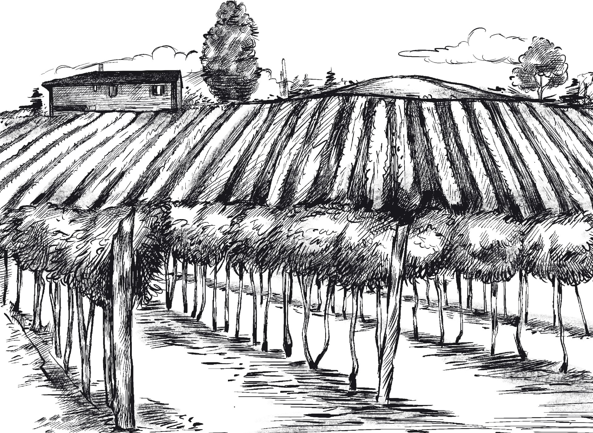vineyard